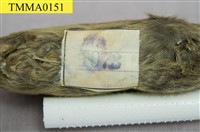 Formosan Field Mouse Collection Image, Figure 10, Total 18 Figures